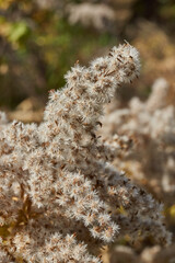 Dry plants in the garden. Canadian goldenrod (lat. Solidago canadensis) is a perennial herb; a species of the genus Goldenrod of the family Asteraceae, or Compositae (Asteraceae).