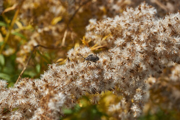 Dry plants in the garden. Canadian goldenrod (lat. Solidago canadensis) is a perennial herb; a species of the genus Goldenrod of the family Asteraceae, or Compositae (Asteraceae).