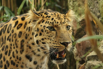 Leopard Close-up
