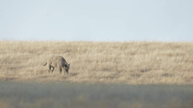 Sanglier qui marche dans un champ, animal adulte, couleur chaude 