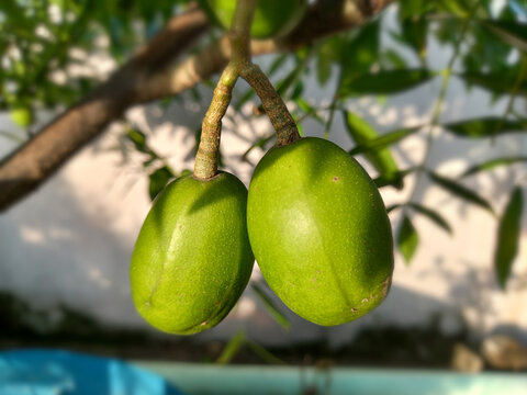 Close-up of green oval Ambarella fruits (Spondias dulcis) hanging on a tree in Bangladesh. Also known as Amra in Bangladesh.