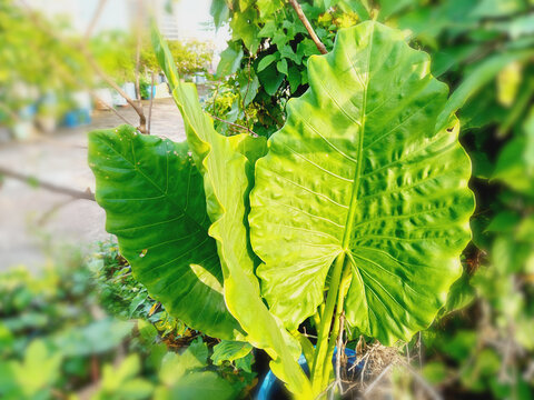 The big leaves of Alocasia odora also called night-scented lily&mdash;Asian elephant ear.