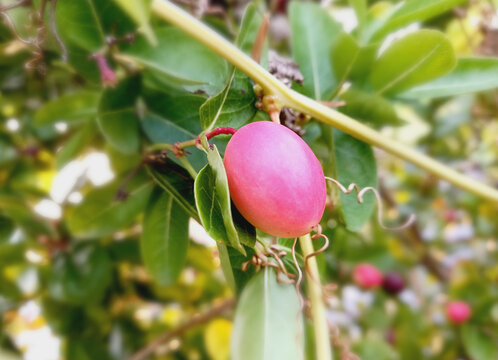 Carissa carandas, Carunda, Koromcha fruit 