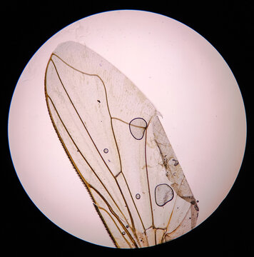 fly's wings at the microscope.