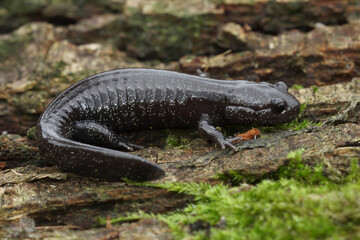 Closeup on a dark and rare Japanese Ishizuchi endemic streamside salamander , Hynobius hirosei
