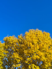 yellow tree against blue sky