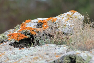 colorful lichens and plants on the rocks
