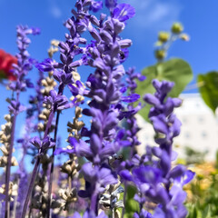 Obraz premium Purple flowers garden
