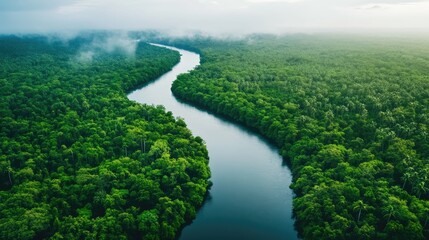 Aerial view of a winding river flowing through a lush green jungle with fog in the distance.