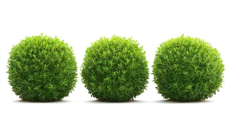 Three green bushes are lined up next to each other. The bushes are small and green, and they are all in a row