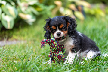 The cavalier king charles spaniel puppy in garden on green grass.