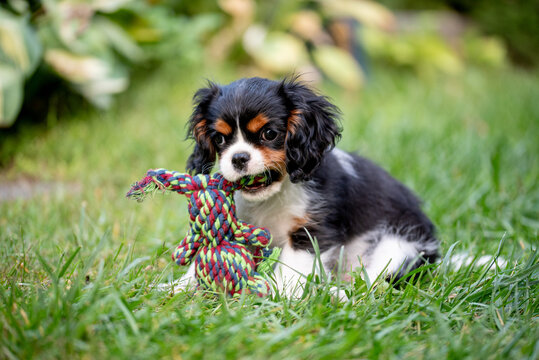 The cavalier king charles spaniel puppy in garden on green grass.