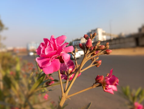Pink Nerium oleander. flower with leave. Flowers blooming in the garden.