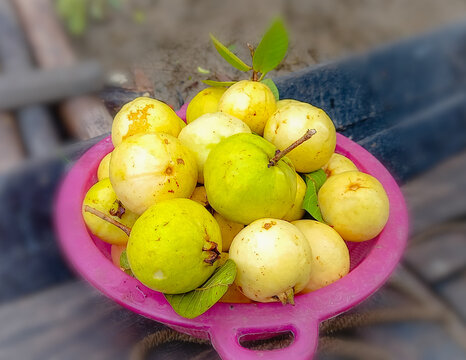 Colorful ripe guava fruits on the boat. Here is the garden fresh guava photograph. Guava fruits in Bangladesh.