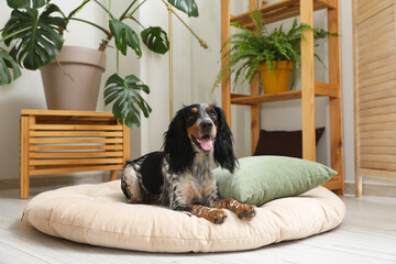 Cute cocker spaniel dog lying in pet bed at living room