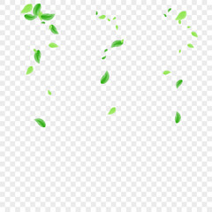 Light Green Leaves Background Transparent Vector. Vegetation Watercolor Design. Nature Frame. Greenish Light Texture. Sheet Clear.