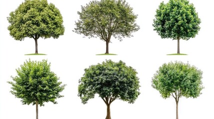 Six green trees isolated on a white background, perfect for compositing or design.
