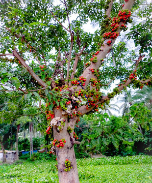 Ficus racemosa, the cluster fig, red river fig, or gular, is a species of plant in the family Moraceae.