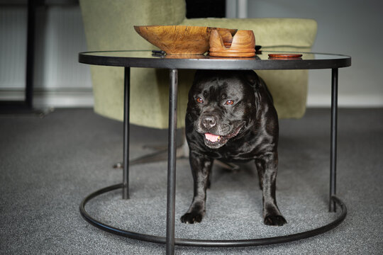 Staffordshire Bull Terrier dog standing under a circular metal table looking as though he is hiding.