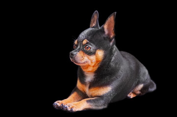 A tricolor chihuahua dog on a black background. The pet is lying down.