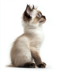 Obraz premium Cat kitten in motion pose transparent background