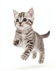 Fototapeta premium Cat kitten in motion pose transparent background