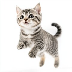 Fototapeta premium Cat kitten in motion pose transparent background