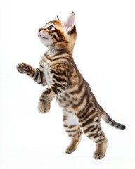Cat kitten in motion pose transparent background