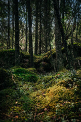 Obraz premium A tranquil scene of a dense forest in Idre, Dalarna Sweden features lush moss covering the ground and boulders, surrounded by tall trees, creating a peaceful natural environment.