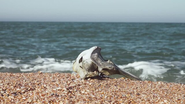 Waves washed up common porpoise (Phocoena phocoena) skull on a sandy beach. The death of dolphins in the Sea of Azov