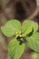 Fruits on leaf