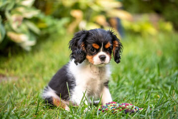 The cavalier king charles spaniel puppy in garden on green grass.