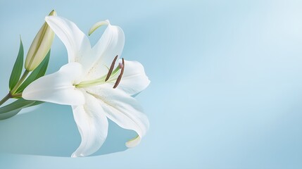 Elegant White Lily Isolated on Soft Blue Background