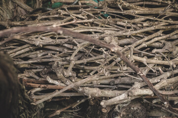 Bunch of dry vine shoots, these will be used as embers for roasting.