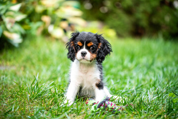 The cavalier king charles spaniel puppy in garden on green grass.