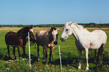 Fototapeta premium Four horses gathered by a fence in a green field under a clear blue sky on a sunny day