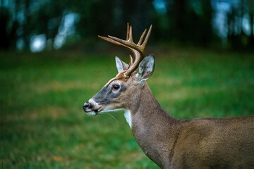 Deer In the Forest 