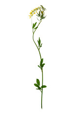 Dried flowers on white background, top view