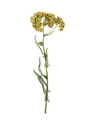 Dried flowers on white background, top view © Pixel-Shot