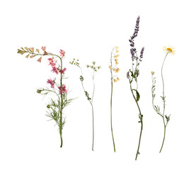 Dried flowers on white background, top view