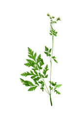 Dried plant on white background