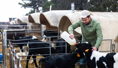 Focused man farm worker feeding calf using bottle with teat at livestock breeding farm