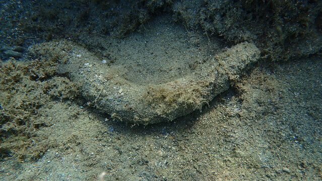 Sea cucumber cotton-spinner or tubular sea cucumber Holothuria (Holothuria) tubulosa on sea bottom, Aegean Sea, Greece, Skiathos island, Vasilias beach