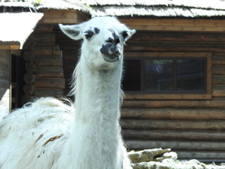 close up of a llama © Nick-Luhminski