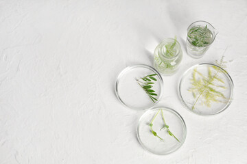 Petri dishes with plants and herbs on grunge beige background