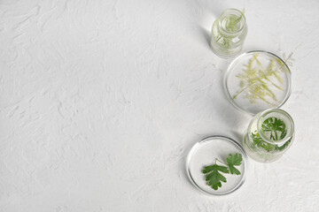 Petri dishes with plants and herbs on grunge beige background
