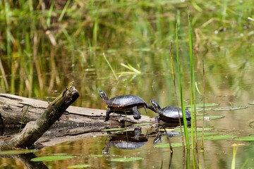 turtle in pond 