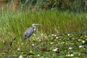 Fototapeta premium Great blue heron on a pond