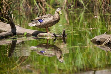 female mallard duck 
