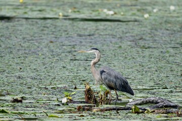 Great blue heron on a pond